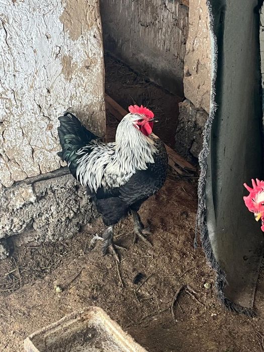 Петух кораз маладой