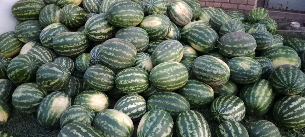 КХ"АХАТОВ М.К." Продаём арбузы