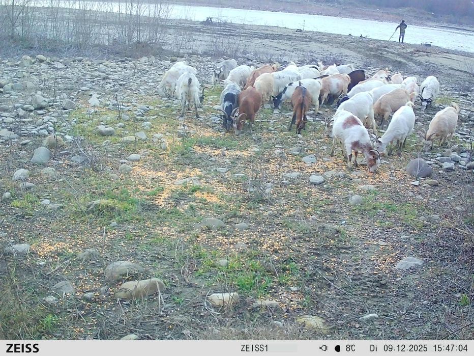 Capre gestante,bune de lapte.