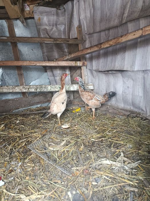 Продам две курочки или обмен