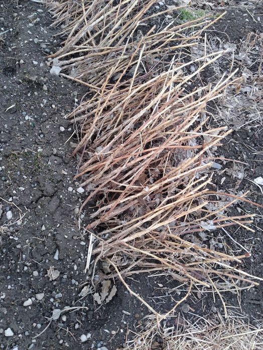 Продам саженцы малины Бабье лето