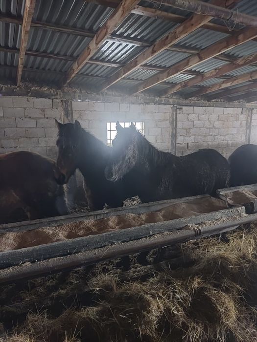 Тай лошадь бордақы