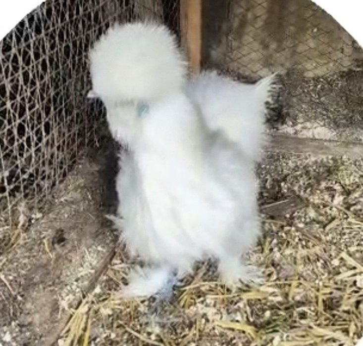 Sholk Amerkanskiy paroda besh panja ko'k terili