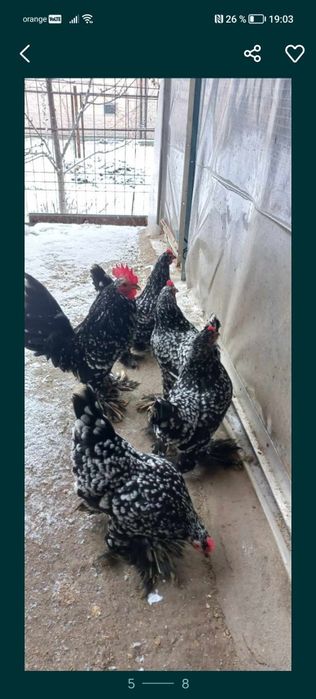 Oua pt incubat mii de flori