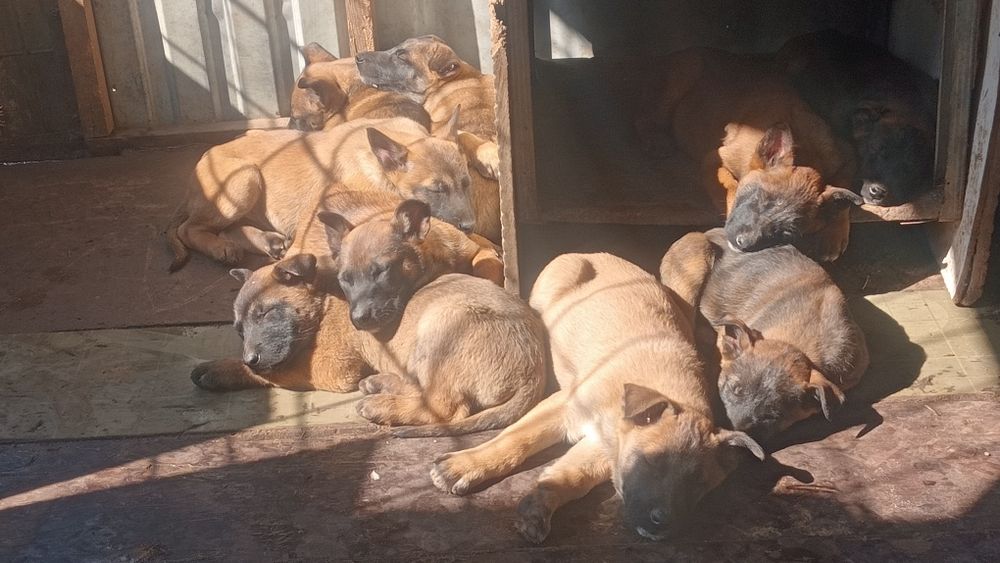 Щенки 2 месяц кабельи