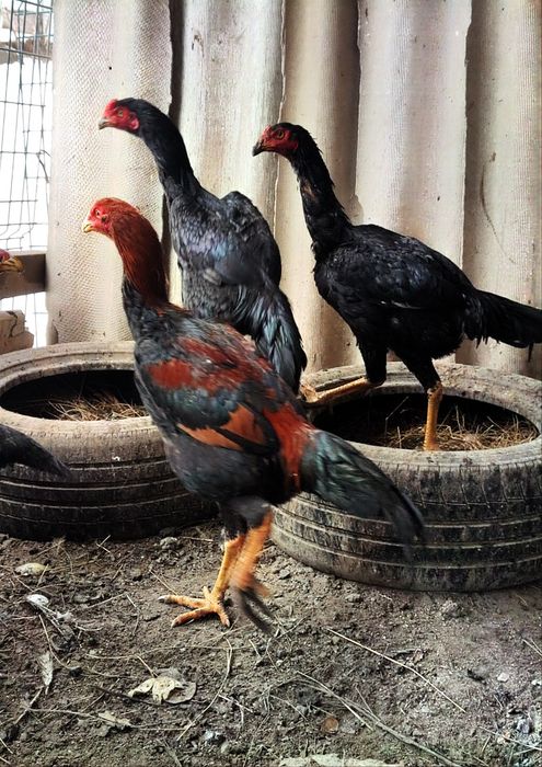 Бойцовый дакан шамо