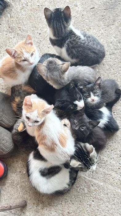 •	Donez pisoi iubitori caut familii responsabile