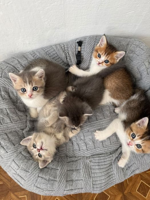 Продаются котята шиншилы