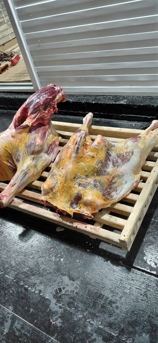 Мясо говядины конины