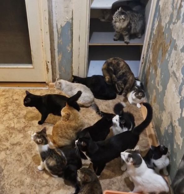 кот кошка котенок