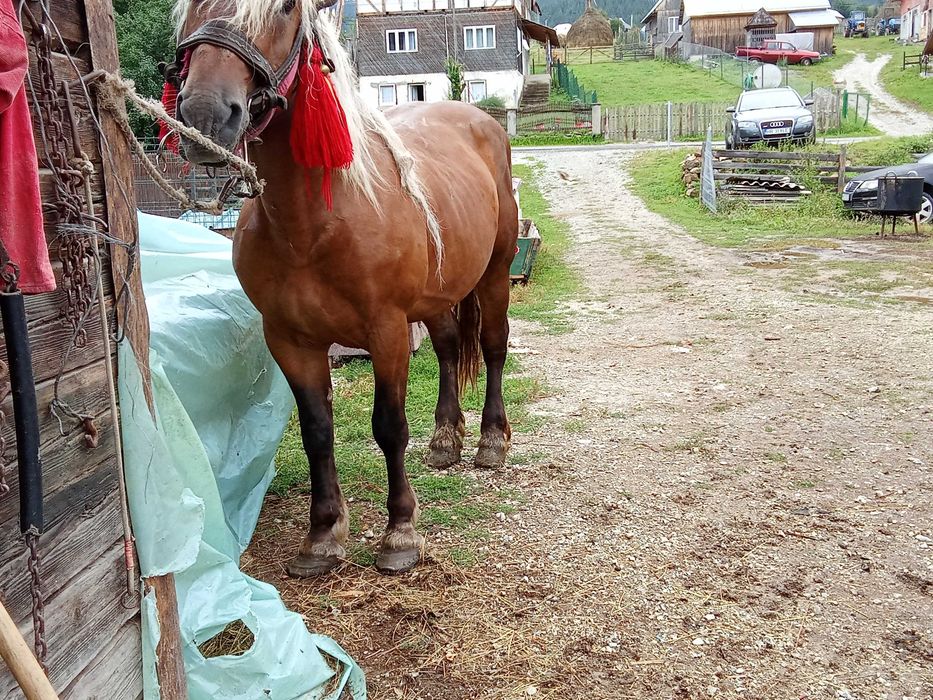 De vânzare armăsar de cinci ani!