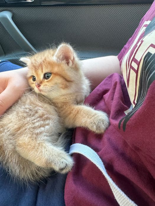 Котенок британская шиншилла