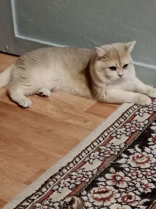 Британский кот Голубое золото.