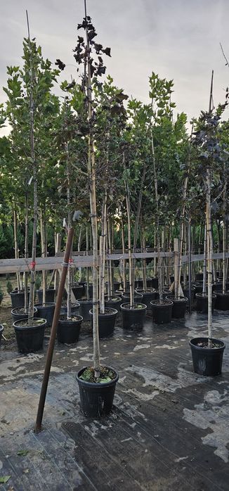 acer platanoides crimson king ( artar rosu )