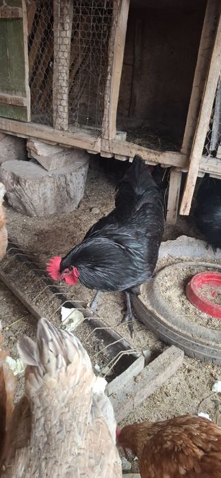 Cocosi Australop negru