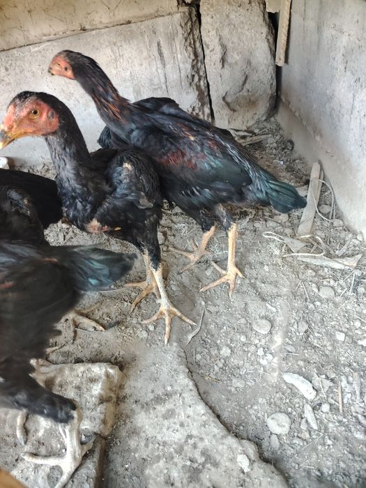 Kulangi xo'rozlar sotiladi 5 oylik