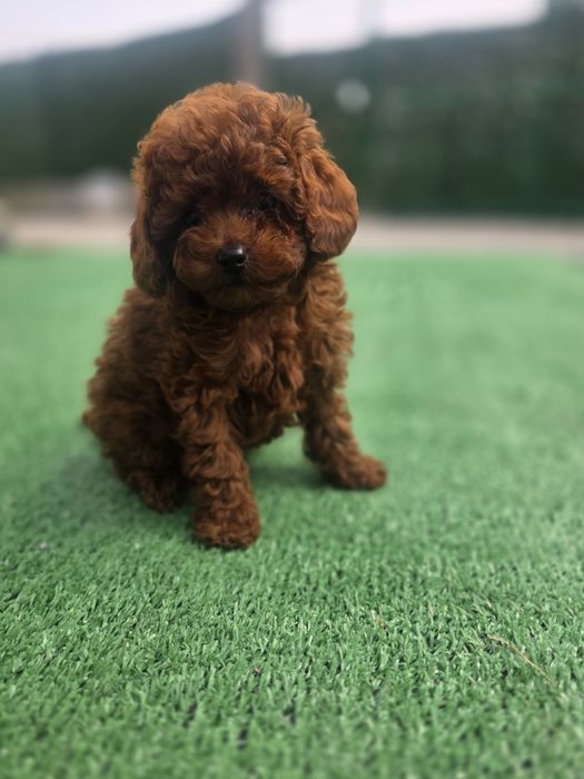 Пудел той момиче с документ за произход