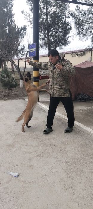 Maliniviy zoti urgochi