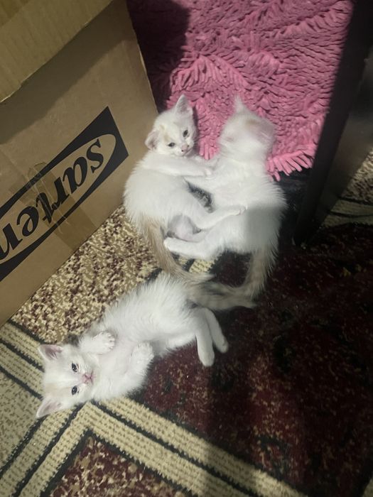Котята 1 месяц