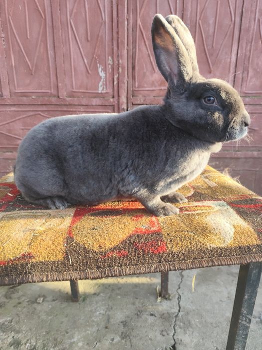 Rex Albastru și Rex Castor