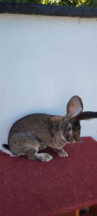 Mascul de Uriaș German gri la un an jumătate