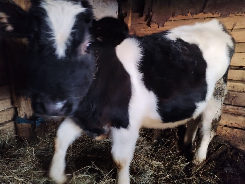 Vând         Vițel