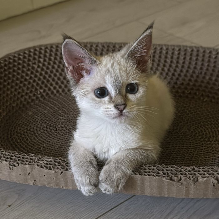 Котенок скотиш страйт 2 месяца