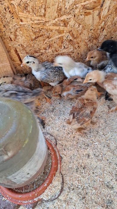 Цыплята домашние