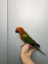 Солнечная  аратинка ручные ‼️