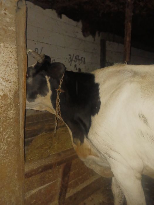 vând vacă bună de lapte
