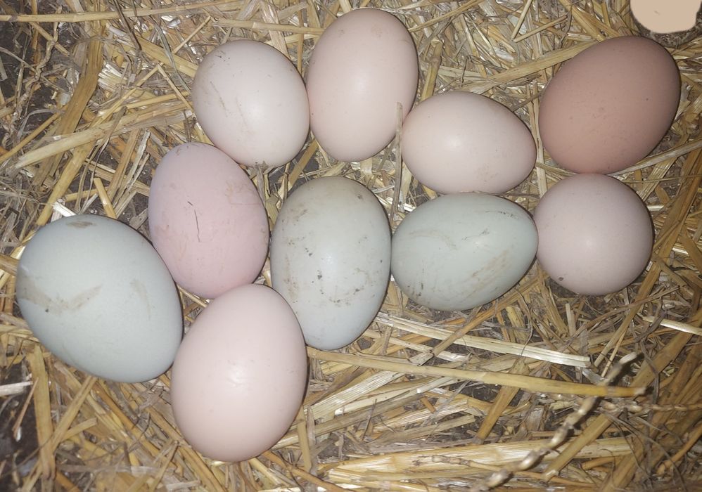 Ouă de găini proaspete