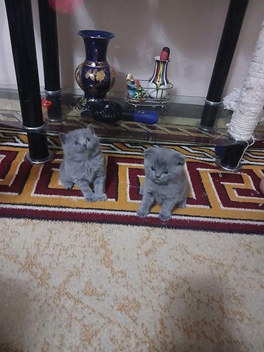 Котята британские скотиш фолд