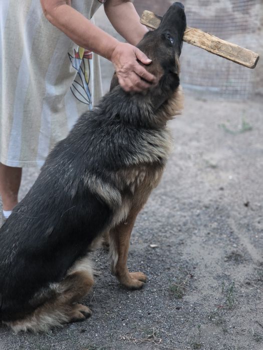 Продаю немецкую овчарка