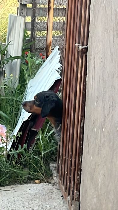Бретонский эпаньоль