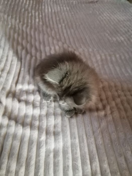 Отдам кошечка 2 месяца