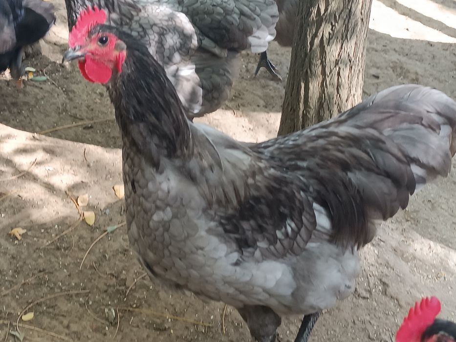 Cocoși rasa australorp