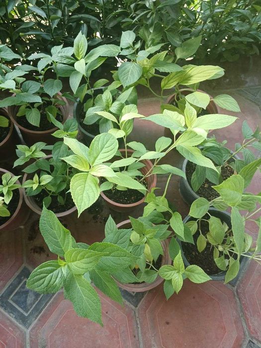 Гортензия метельчатая  полярный медведь 2 летный