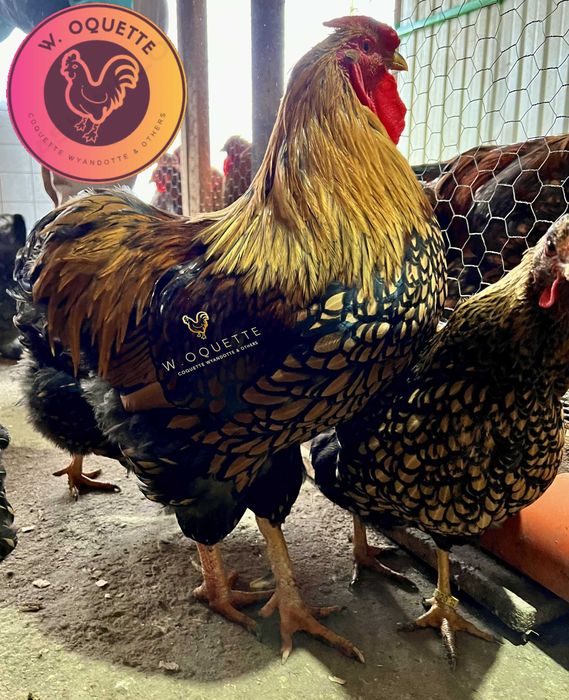 Oua incubat Wiandotte GSG negru auriu Wyandotte