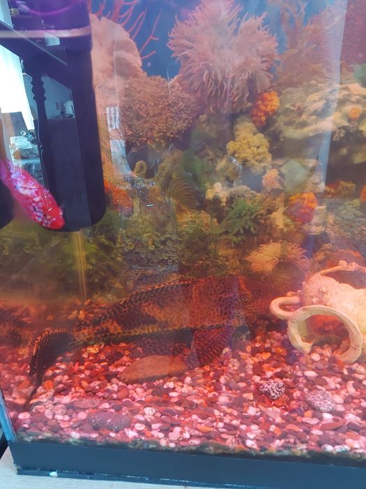 Продам хороший аквариум с тумбой