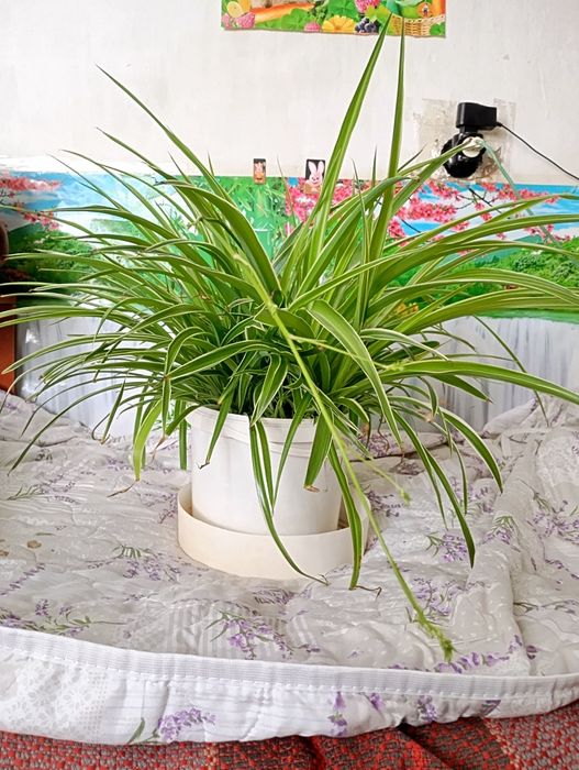 Цветы хлорофитум