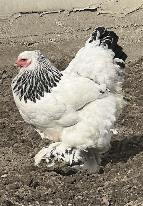 Fam.Brahma HD 2025 si pui