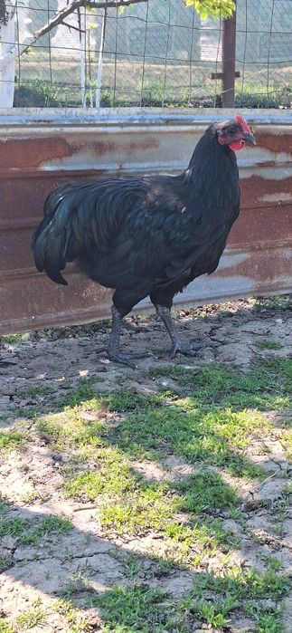 Gaini si cocosi de australorp si tineret
