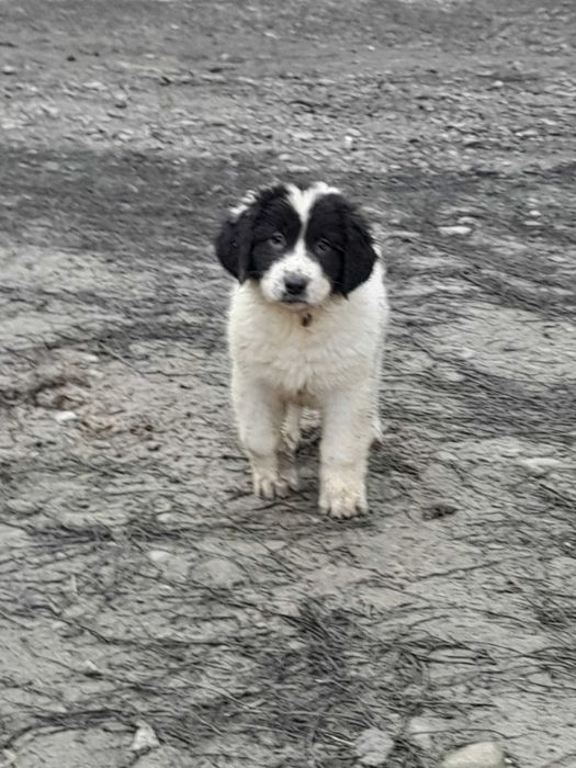 Crb disponibili ,vaccinați,  deparazitați