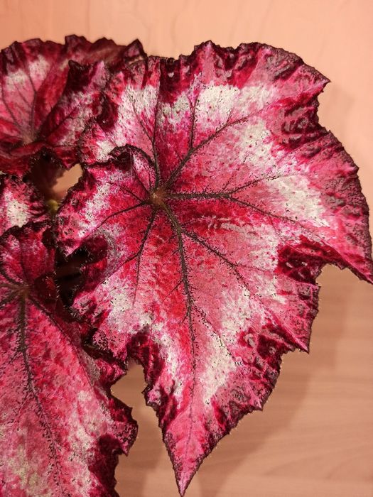 Бегония сортовая