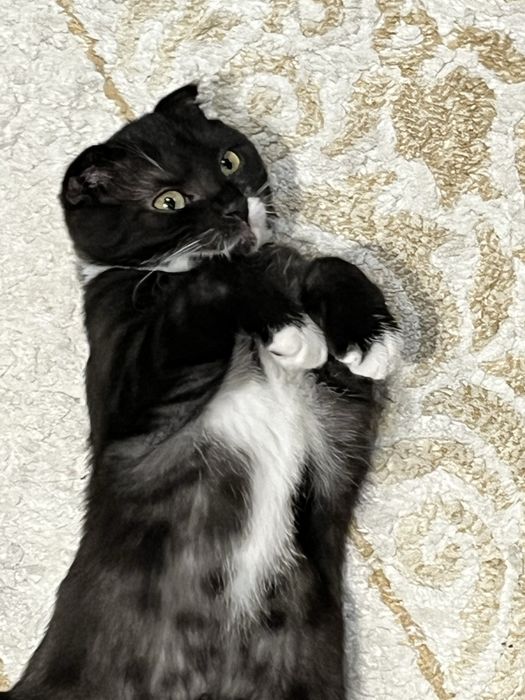 СРОЧНО Кошка, в августе 1 годик