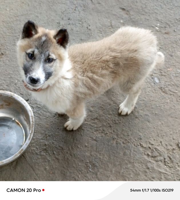 Щенок зарадно-сибирской лайки