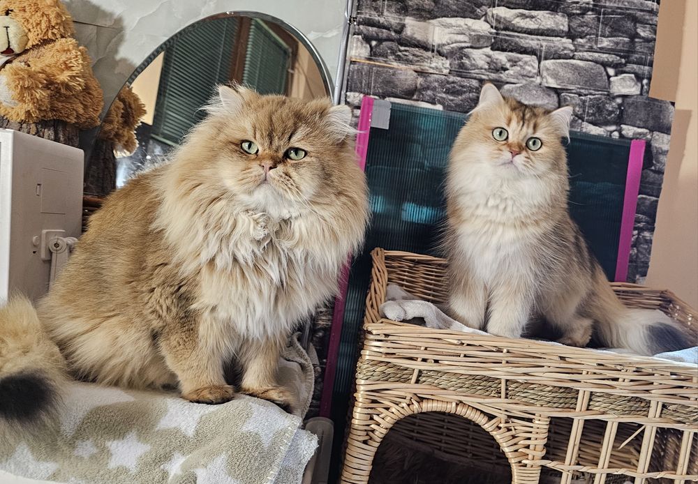 Британски дългокосмести котенца