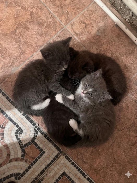 продам породистых котят