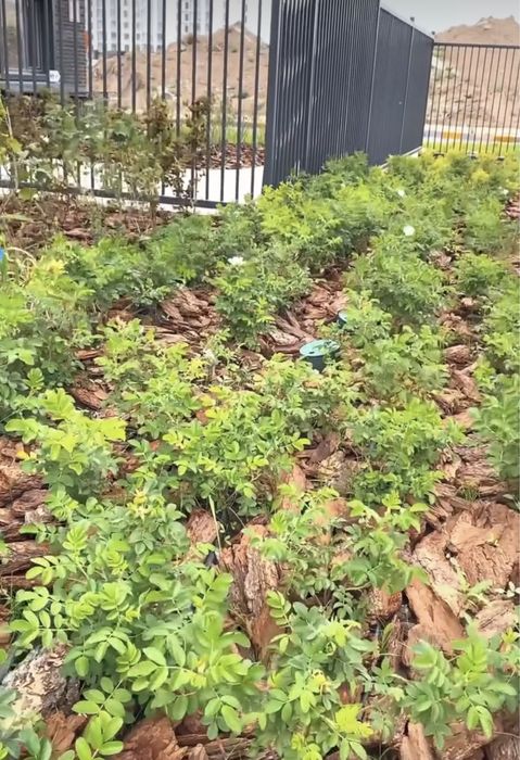 Озеленение и благоустройство