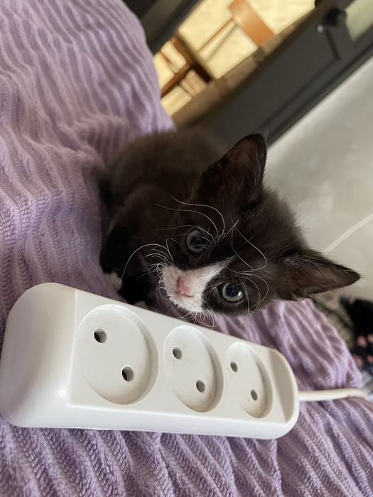 Пристраиваються котята